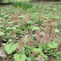 Petasites hybridus fleur